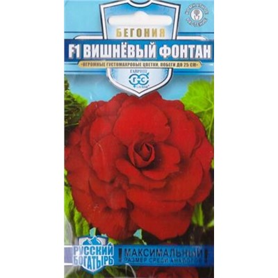 Бегония Вишневый фонтан F1 (Код: 84826)