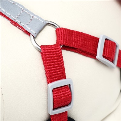 Комплект Sport+, S, поводок 120×1.5 см, ОШ 39-41 см, ОГ 44-48 см, вес животного 7-13 кг, красный