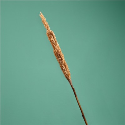 Сухоцвет «Пати», 180 см, натуральный