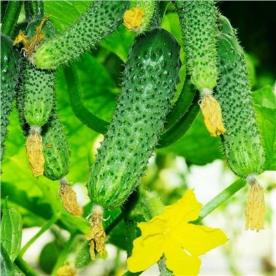 5152D Огурец Спринтер F1 5шт