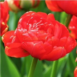 Тюльпан Миранда 11/12 3шт СдС