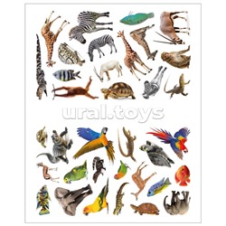 Фотонаклейки. В Африке