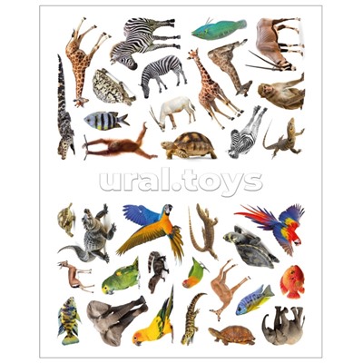 Фотонаклейки. В Африке