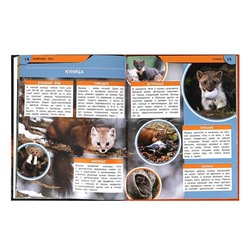 Животные леса. Энциклопедия.