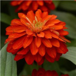 5222D Цинния мариландская Дабл Захара Файер 5шт