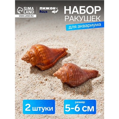 Ракушка декоративная, длина 5-6 см, ширина 4 см