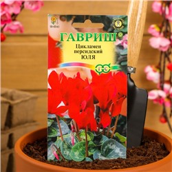 Семена цветов цикламен «Юля», 3 шт.