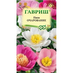 Пион Очарование молочноцветковый (Гавр)