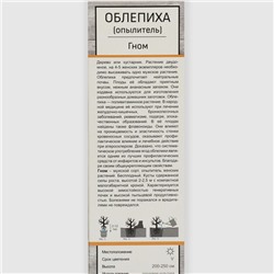 Облепиха Гном (мужской опылитель) 1 шт., туба, Весна 2026