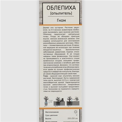 Облепиха Гном (мужской опылитель) 1 шт., туба, Весна 2026