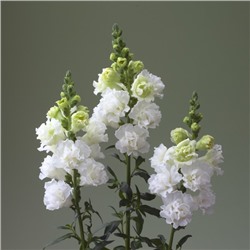 5211D Антирринум (Львиный зев) Легенд Дабл 1 Вайт 10шт