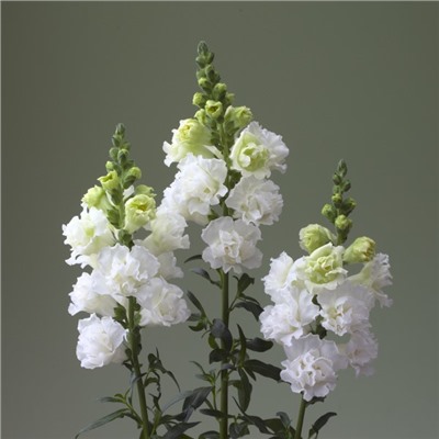 5211D Антирринум (Львиный зев) Легенд Дабл 1 Вайт 10шт