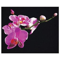 Картина по номерам на черном холсте «Цветы орхидеи», 40 × 50 см