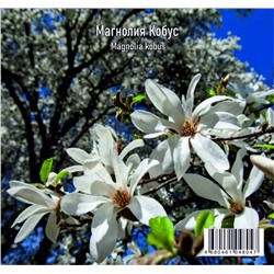 Магнолия кобус (Magnolia kobus) 1,5л 100-120см СдС