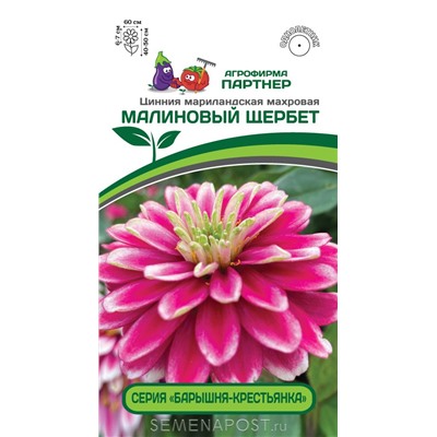 Цинния Малиновый щербет (Партнер)