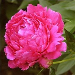 Т Пион травянистый Анима розовый с белыми всполохами 1шт