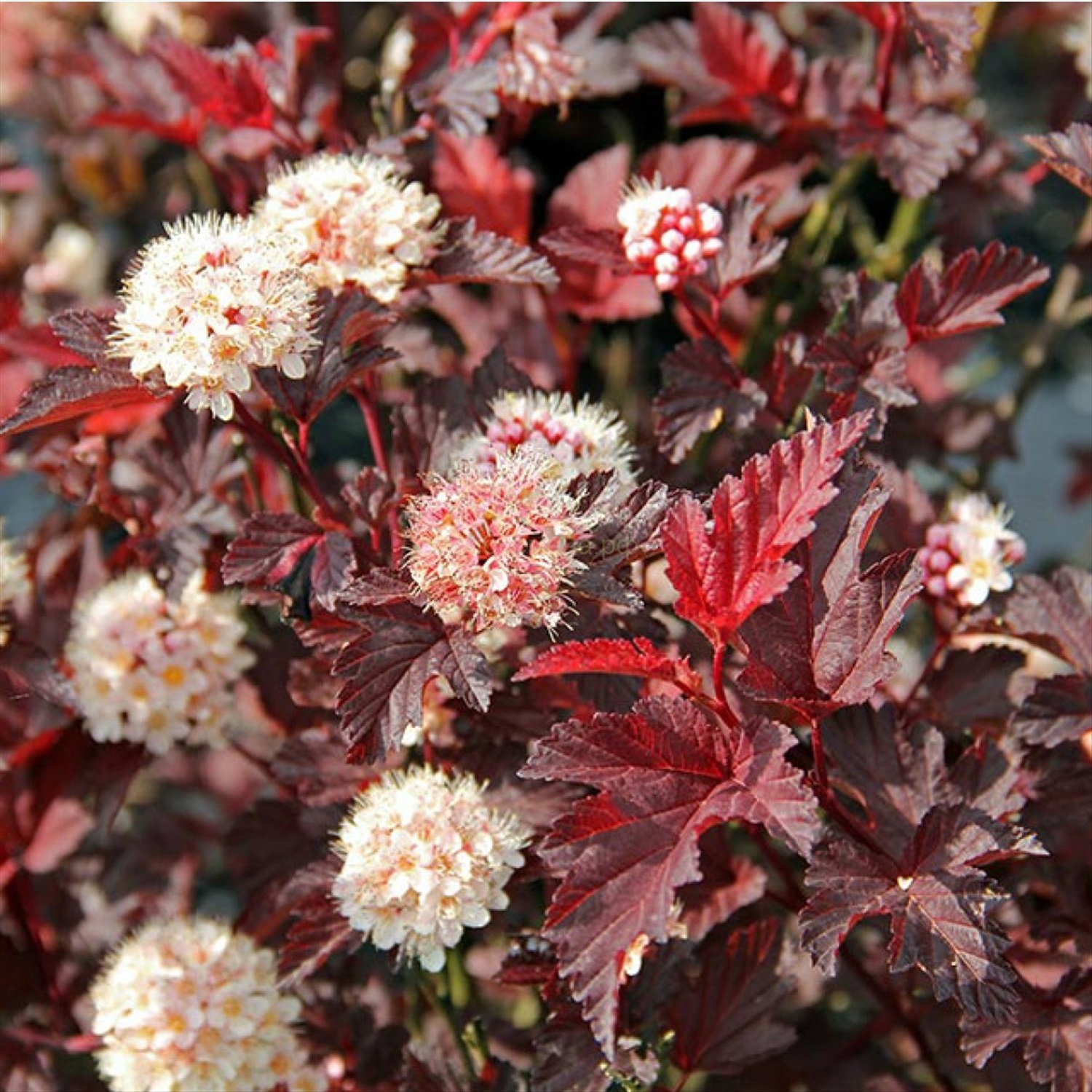 Пузыреплодник калинолистный physocarpus opulifolius