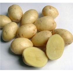 Картофель семенной Кемеровчанин элита (1кг) (Код: 83228)