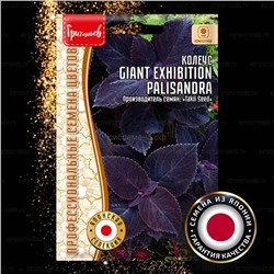 Колеус Giant Exhibition Palisandra - Джиант Эксибишн Палисандра (Редкие)