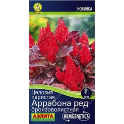 Целозия Аррабона ред бронзоволистная (Код: 92538)