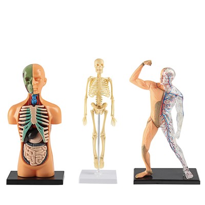 ИГРОЛЕНД Научные опыты "Анатомия человека", ABS, 22,5х16,6х6см, 3 дизайна
