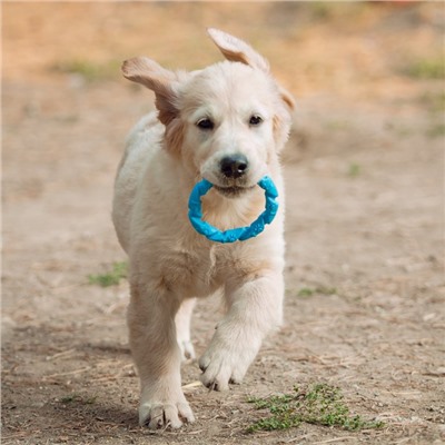 Игрушка жевательная для собак "Витое кольцо", 11,5 см, голубая