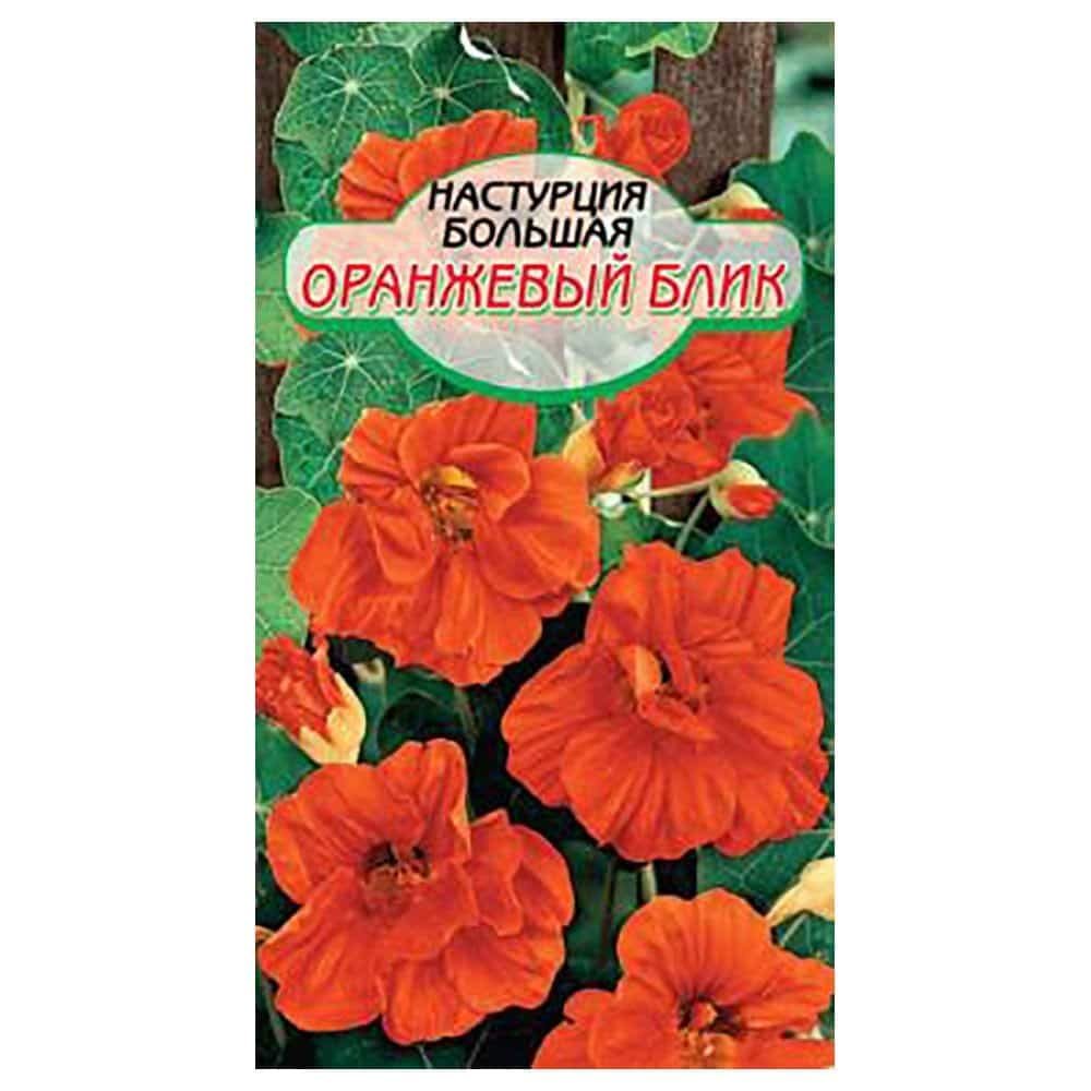 Настурция большая оранжевый блик. Настурция оранжевый блик. Настурция Скарлетт о'Хара махровая. Настурция Скарлет о Хара. Настурция большая оранжевый блик фото.