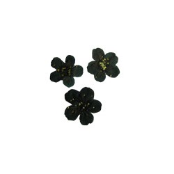 Severina Сухоцветы Dried flowers тон F-9 черный