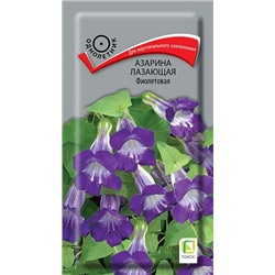 Азарина Фиолетовая лазающая (Код: 91539)