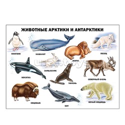 Плакат. Животные Арктики и Антарктики