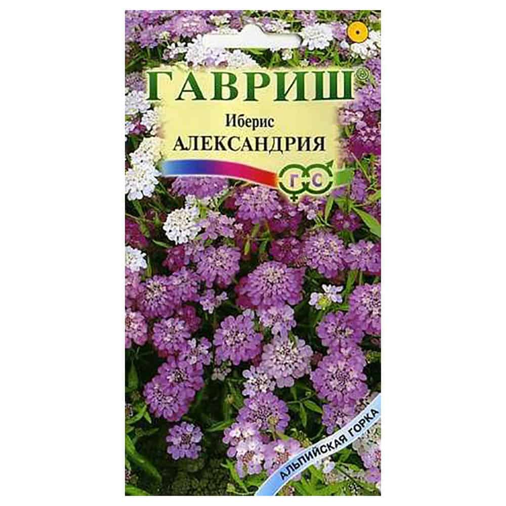 Фото иберис александрия