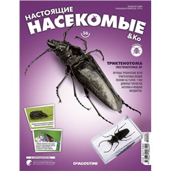 Журнал №56 "Настоящие насекомые" С ВЛОЖЕНИЕМ! Триктенотома