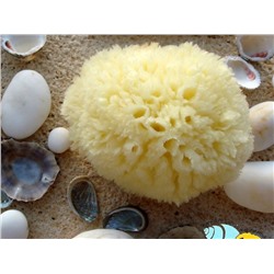 Морская губка (водоросль) для снятия макияжа 6-7 см