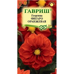 Георгина Фигаро оранжевая (Код: 92728)