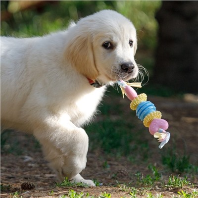 Игрушка жевательная для собак Пижон Premium на верёвке, 5 элементов, термопластичная резина, микс