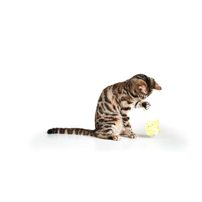 Дразнилка для кошек на креплении с бубенчиком "Птичка" с кошачьей мятой