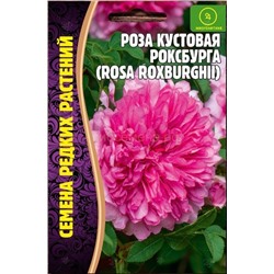 Роза кустовая Роксбурга (Редкие)