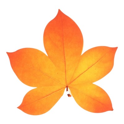 Набор украшений на скотче "Осенние листья" 10 штук, 14 х 22 см