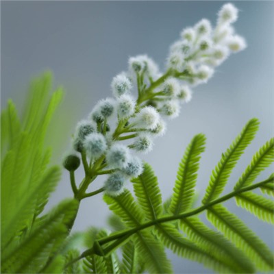 Цветок искусственный Мимоза 86 см / MNY-02 /уп 600/белая