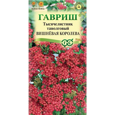 Тысячелистник Вишневая королева (Гавр)