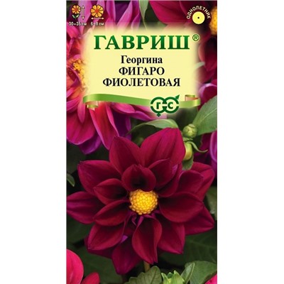 Георгина Фигаро фиолетовая (Код: 92729)