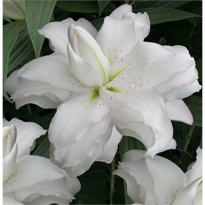 Лилия Восточная Lotus Beauty (14/16 ) (Код: 91406)