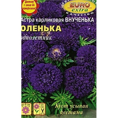 Астра Внученька Оленька карликовая (Аэлита)